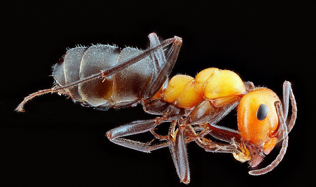 Ant Control service in Pine Hills, FL