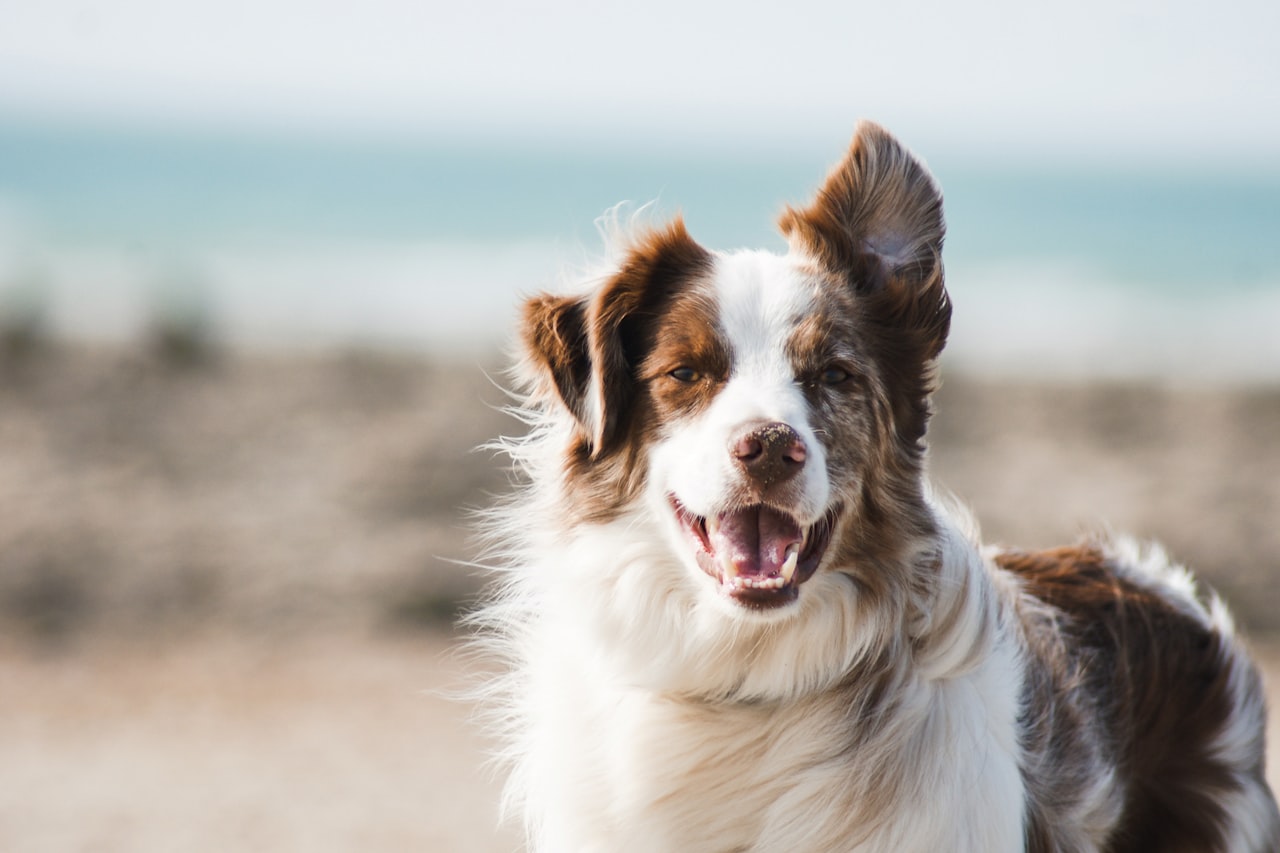 Flea & Tick Control service in Pine Hills, FL