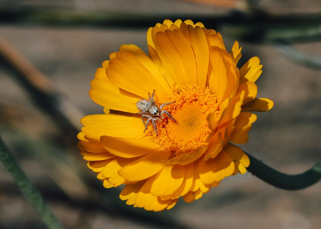 Spider Control service in Pine Hills, FL
